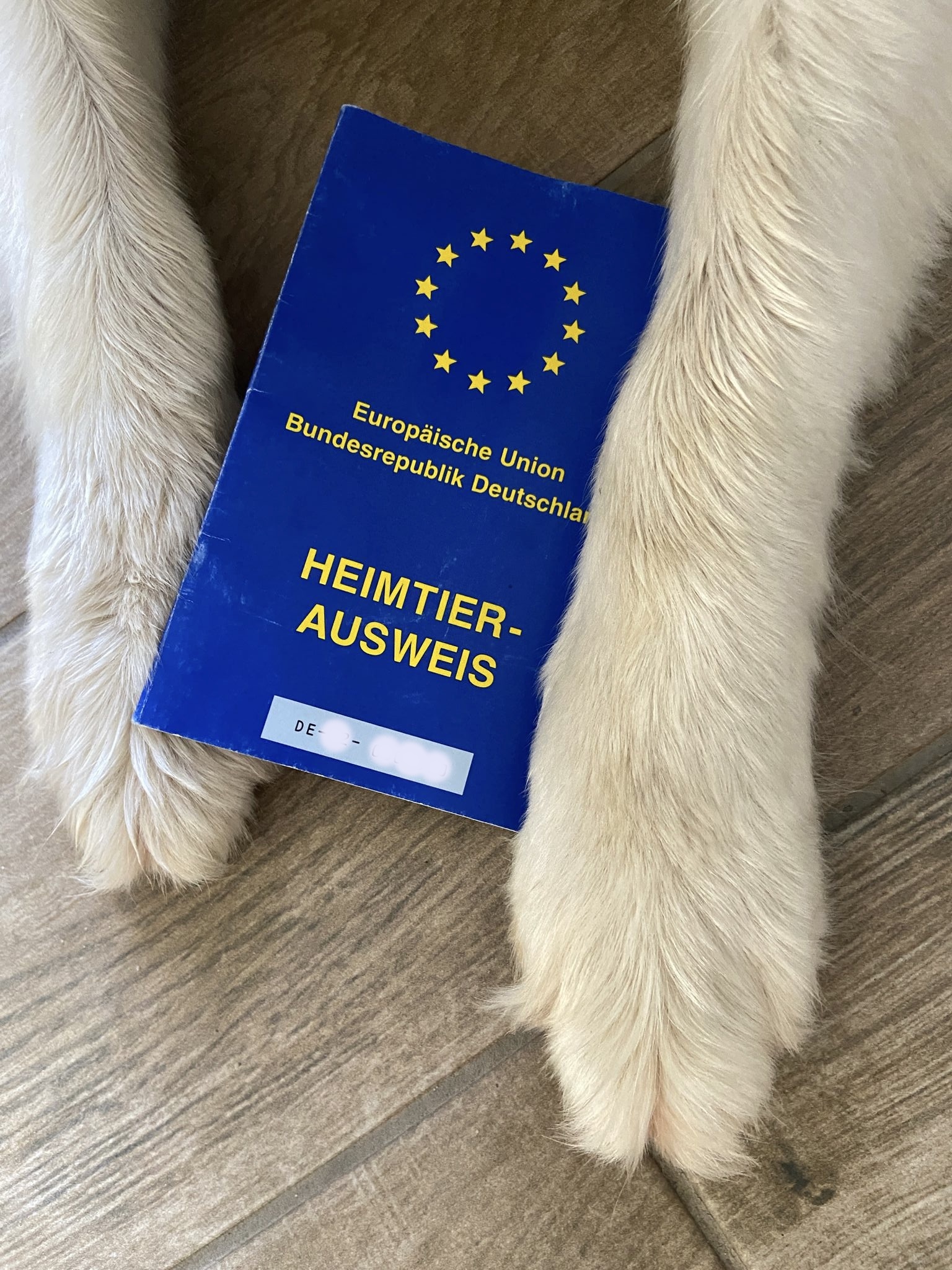Auf vier Pfoten und Nummer sicher: Wer mit Hund oder Katze in ein anderes Land verreist, muss einen EU-Heimtierausweis für sein Tier haben. (Foto: Landkreis Gießen)